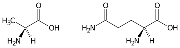Fórmulas químicas de los aminoácidos L-alanina y L-glutamina