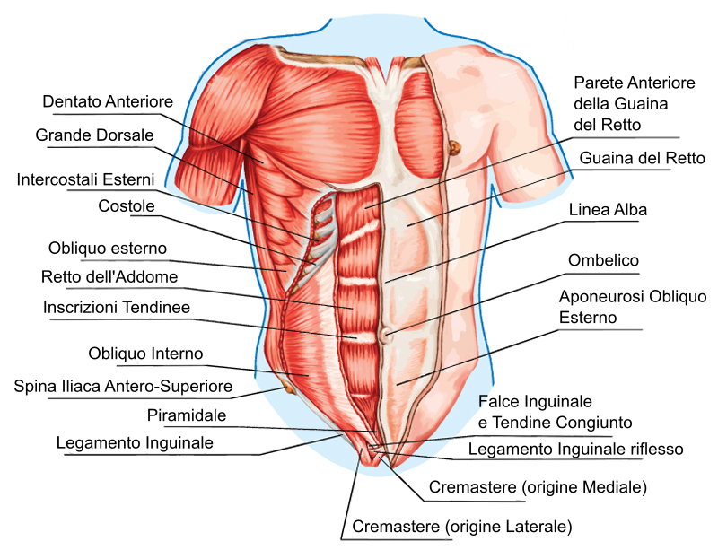 Anatomy of the abdominals