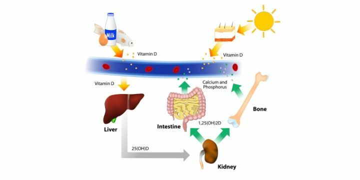ciclo della vitamina D nel corpo