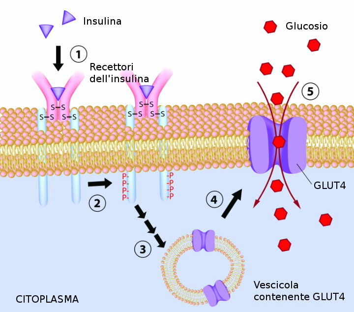 Effetto dell'insulina sull'assorbimento del glucosio