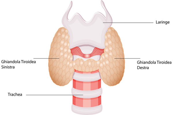 Ghiandola tiroidea