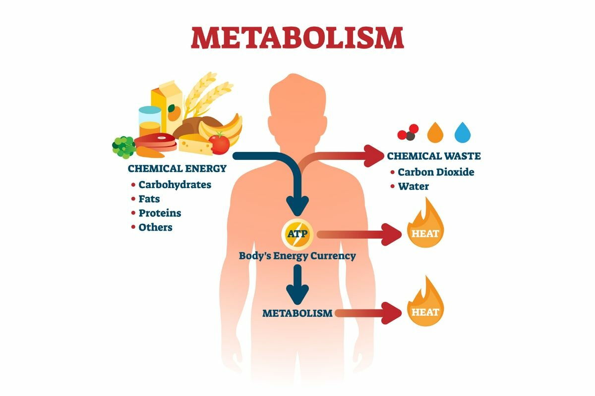 come funziona il metabolismo in breve