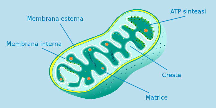 mitocondria