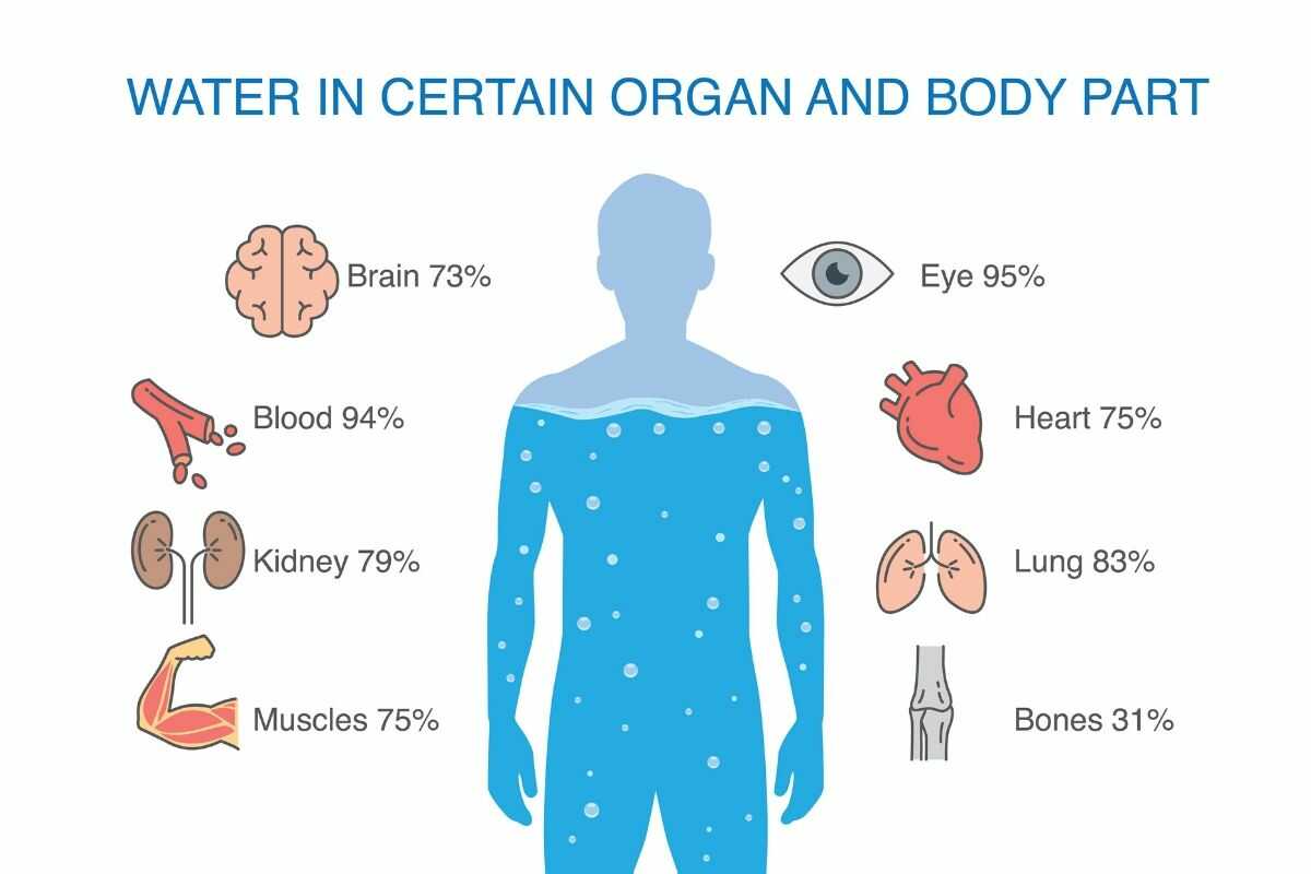 amount of water in the various organs of the body