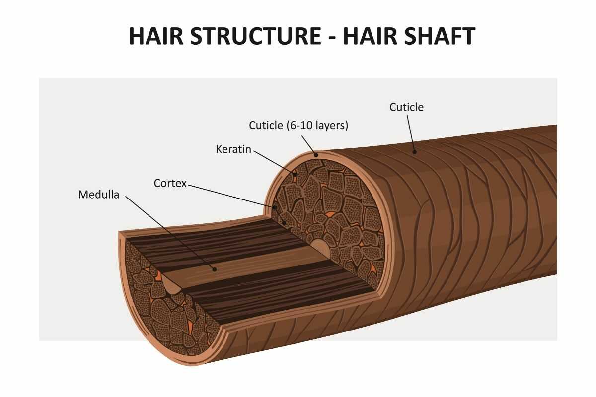 la estructura del cabello y las tres capas que lo componen