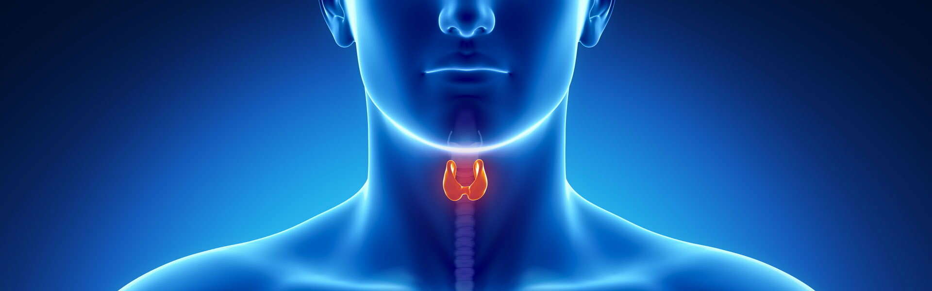 La tiroide: il motore del metabolismo, conosciamola e rispettiamola