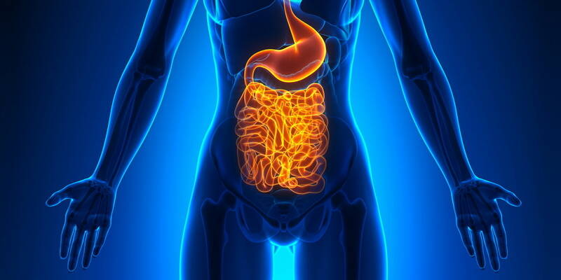 Intestino e febbre gastrointestinale