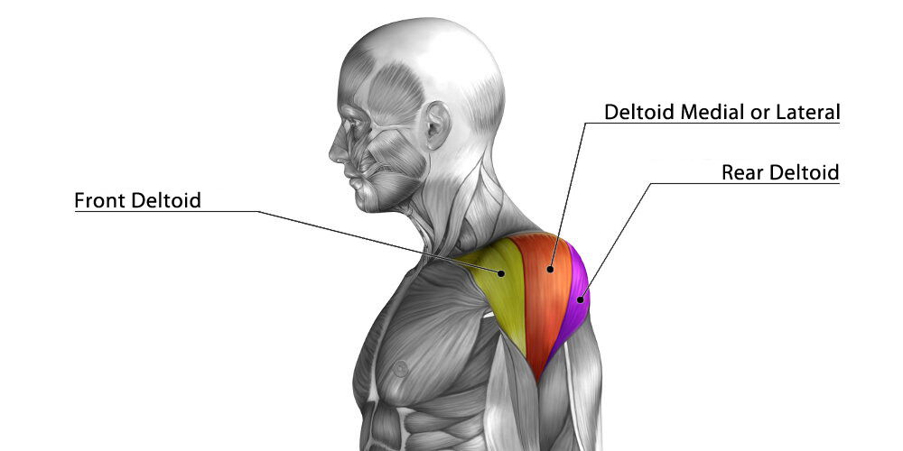 Anatomia Muscolo Deltoide Spalla En 