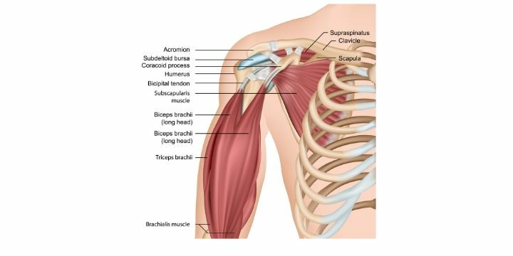 anatomia della spalla