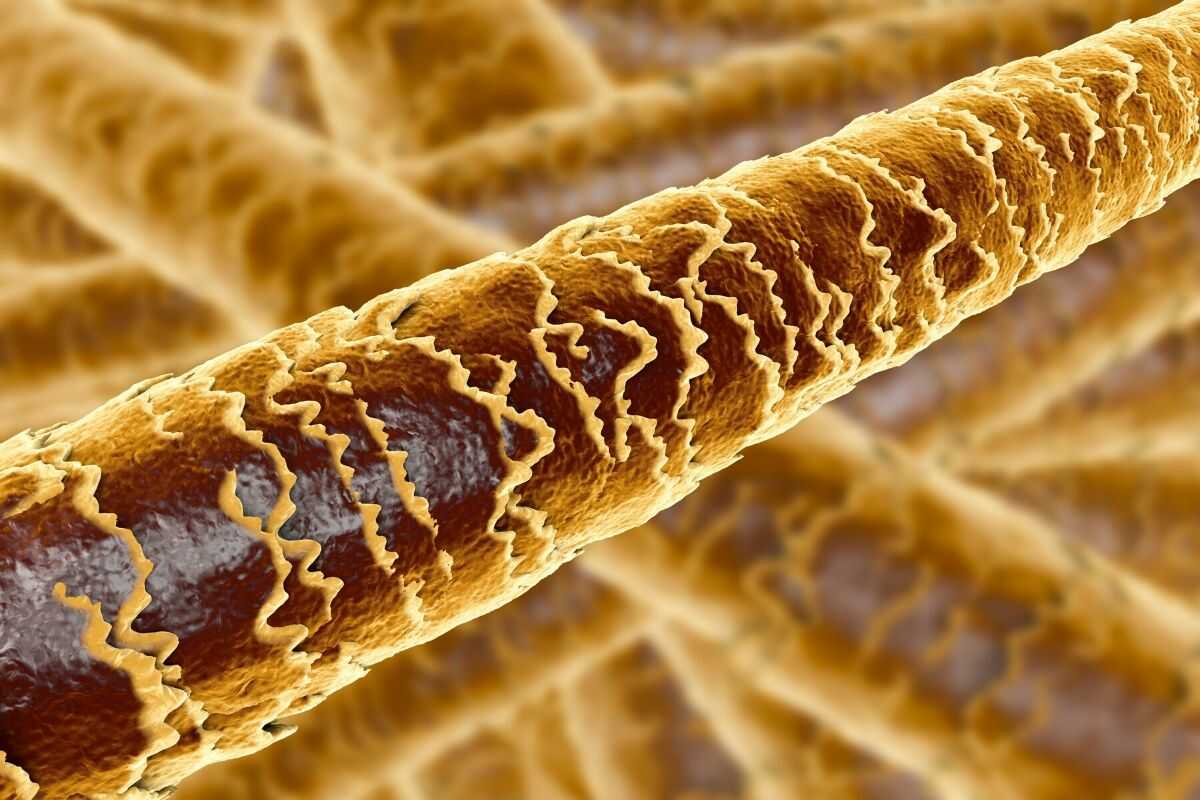 hair under a microscope