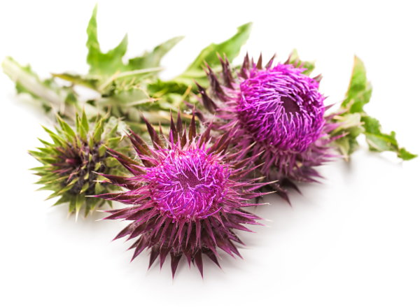 milk thistle