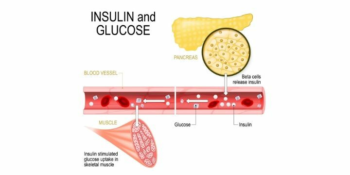 come funziona l'insulina