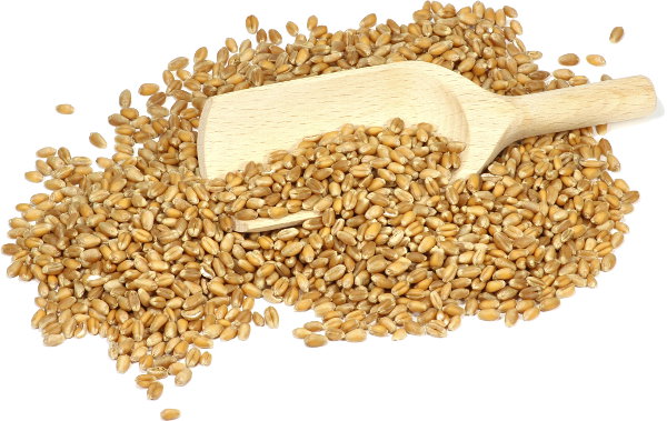 Le son de blé est riche en fibres insolubles