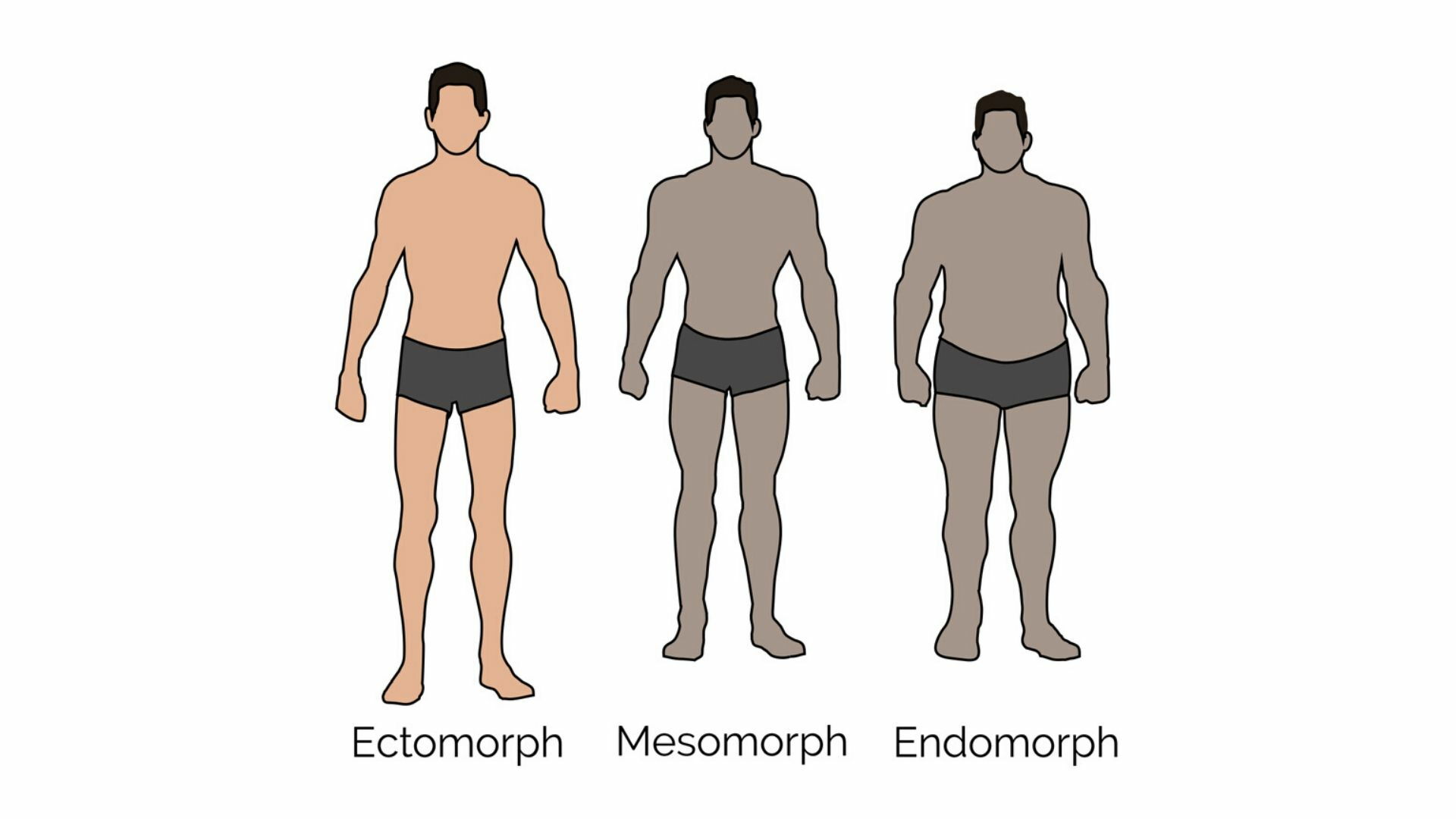 Ectomorph, Mesomorph, and Endomorph Body Types 