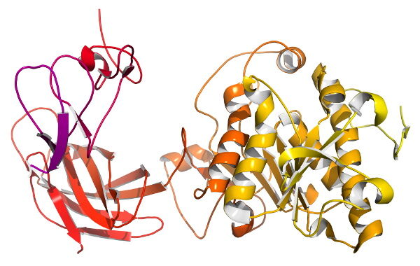 Pankreasenzym Lipase unter einem Mikroskop