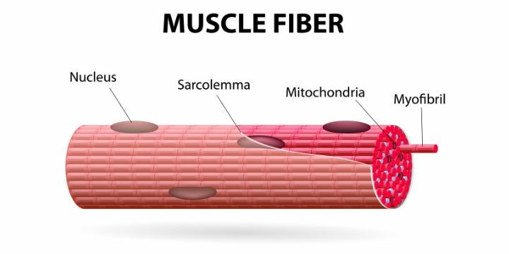 fibra muscolare scheletrica