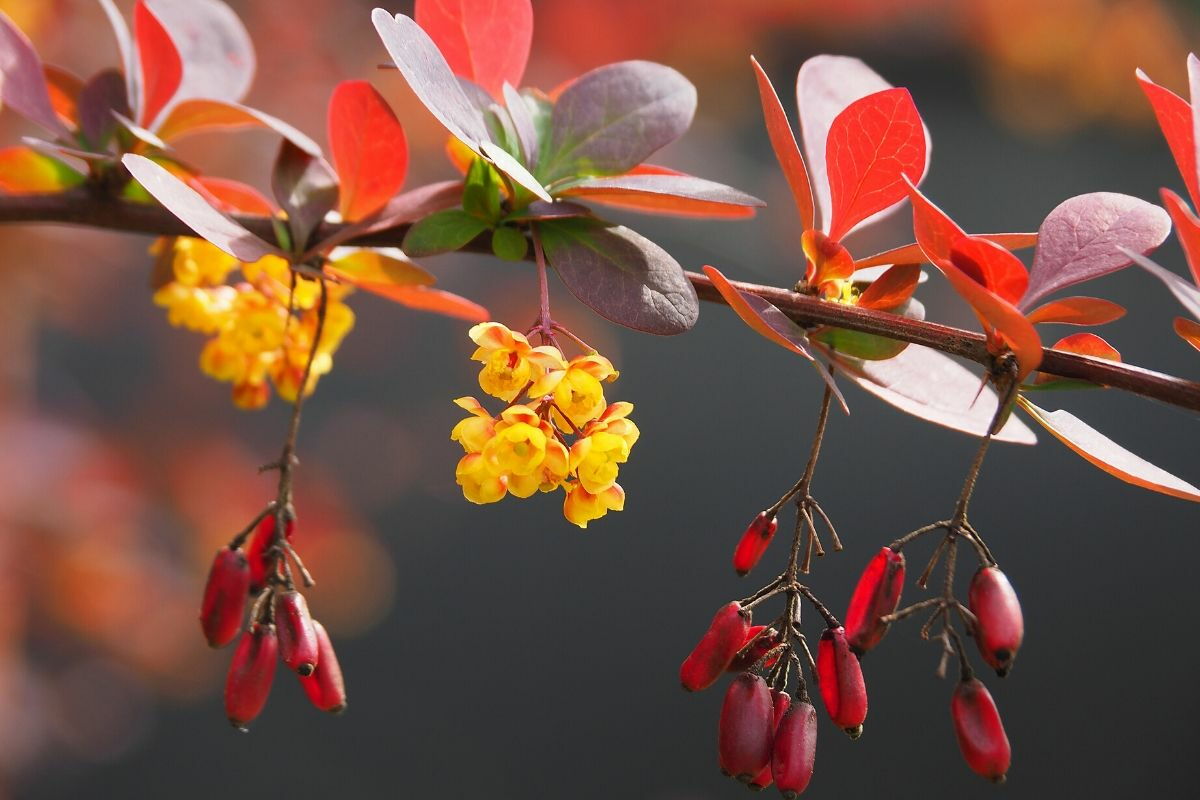 fiori e frutti di berberis vulgaris