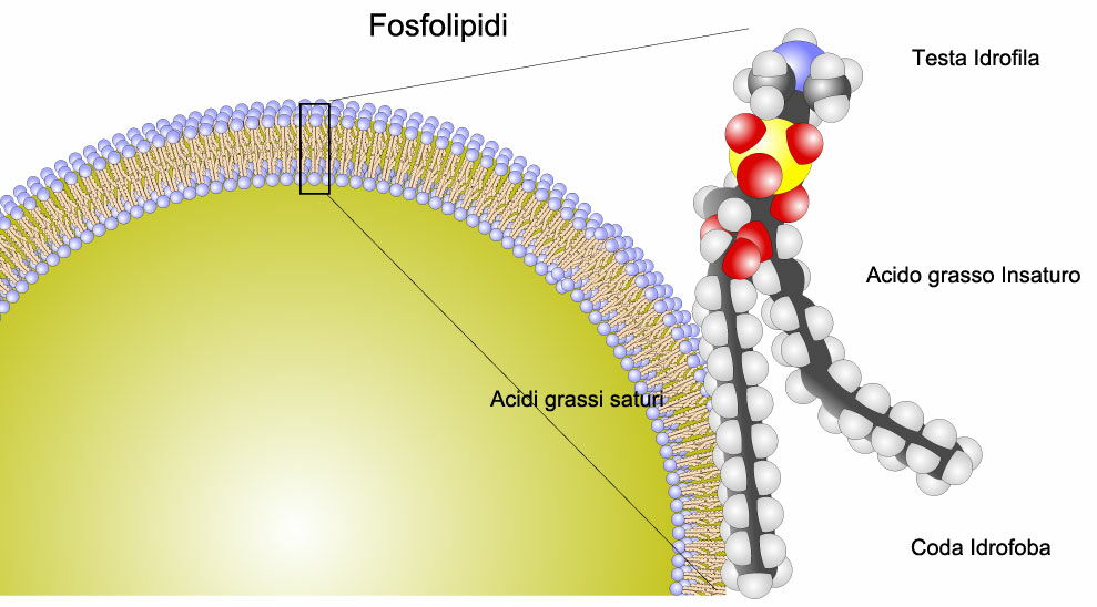 Membrana cellulare e il suo componente principale il fosfolipide