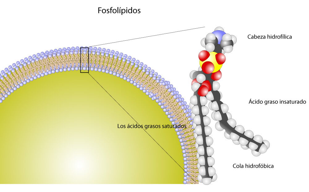 La membrana celular y su componente principal el fosfolípido