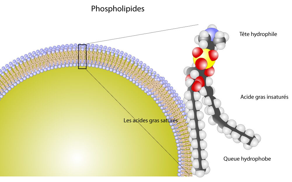 Membrane supérieure et son composant principal, le phospholipide