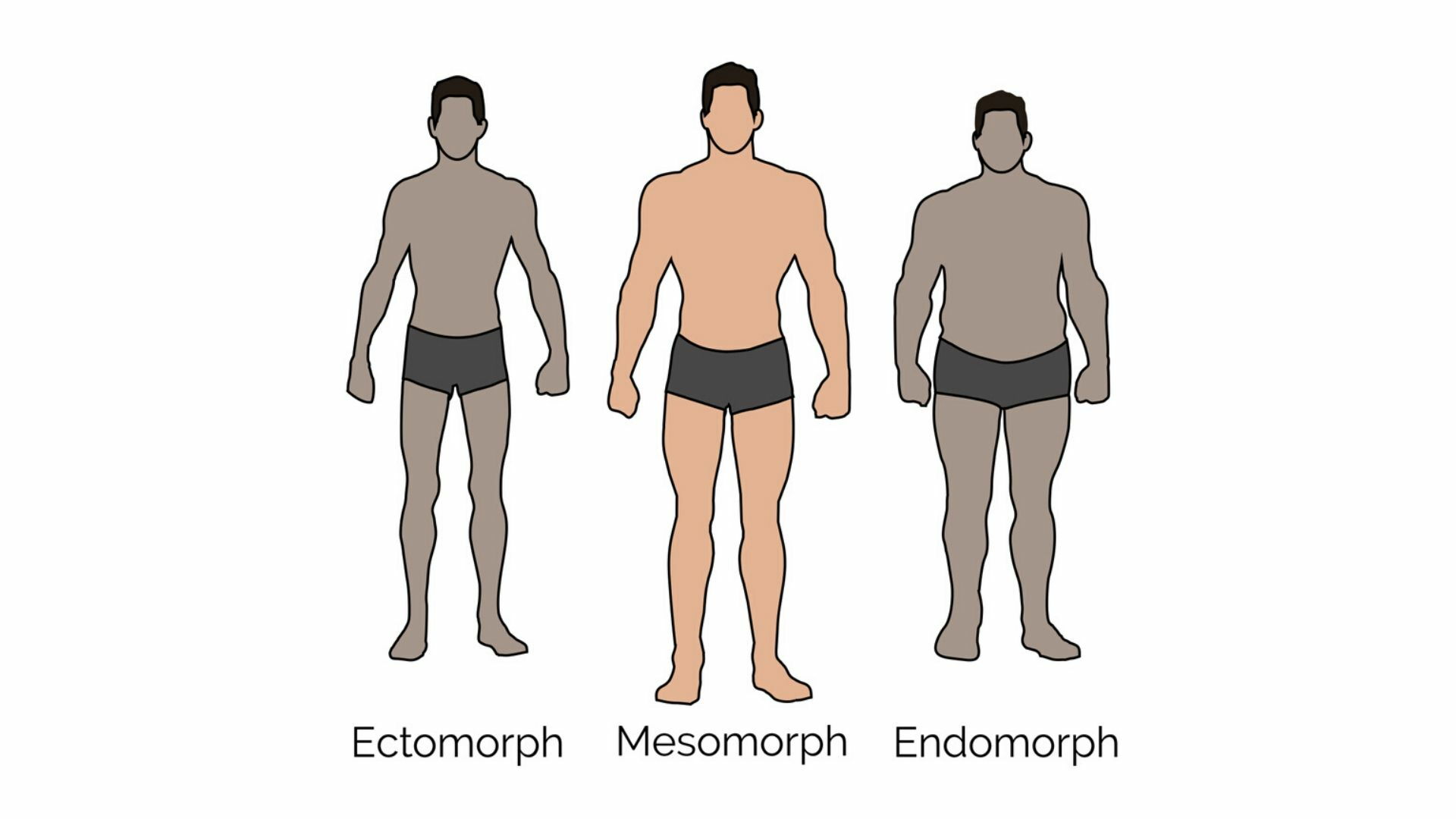 Body Types - Ectomorph, Mesomorph & Endomorph