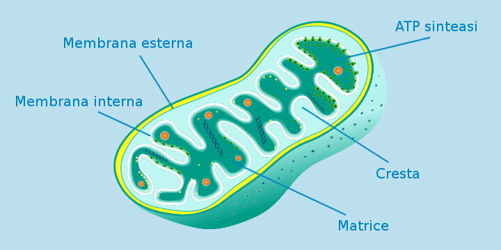 Mitochondrium