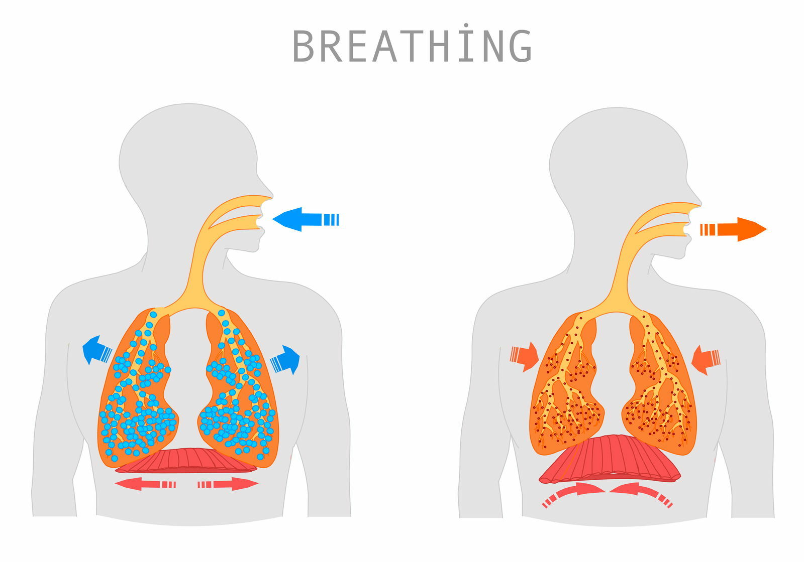 Processo di respirazione l'ossigeno che entra nei polmoni
