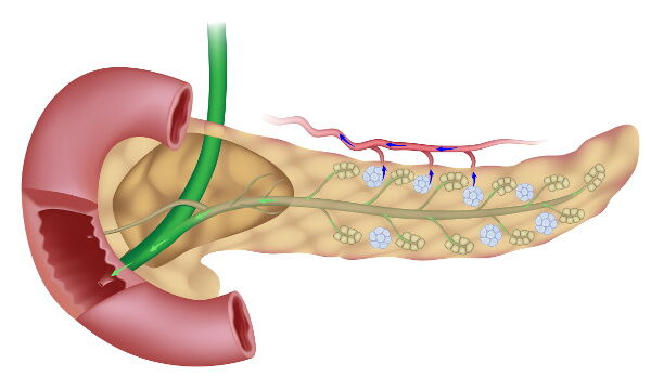 pancreas