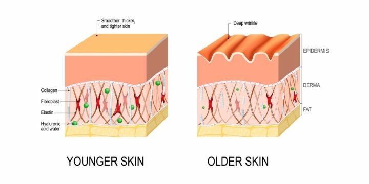 pelle e collagene