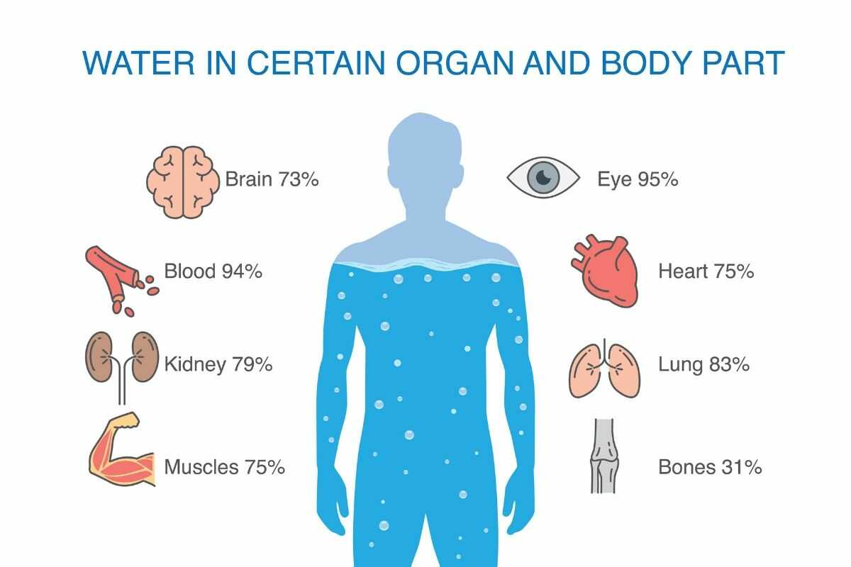 cantidad de agua en los diversos órganos del cuerpo