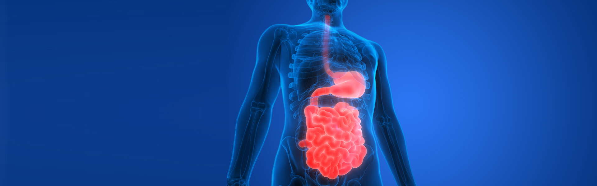 L'intestino e le sue connessioni con il sistema nervoso centrale (SNC)