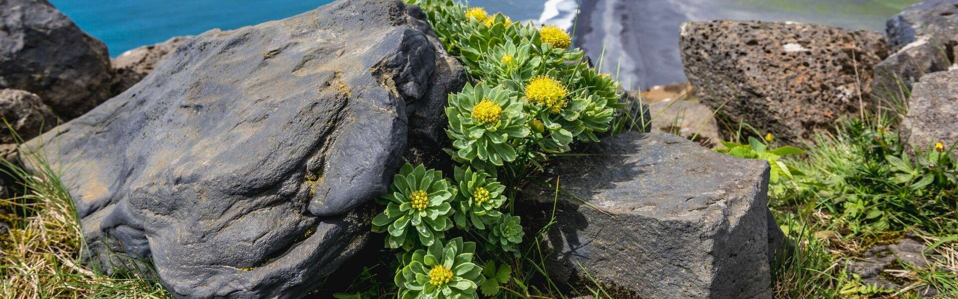 Rhodiola rosea or Rhodiola | How to say goodbye to stress and fatigue