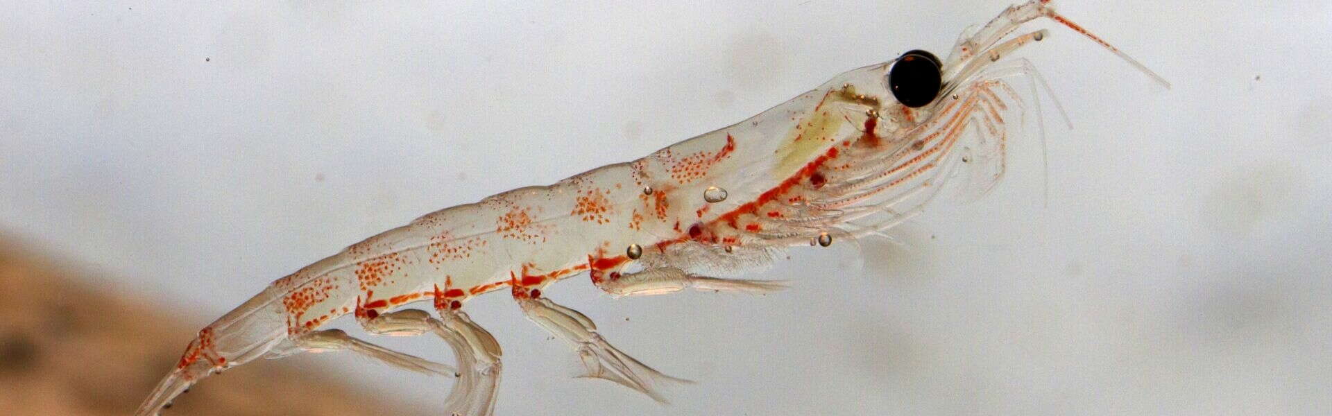 Krill e Omega 3 | Proprietà ed effetti dell'olio di krill