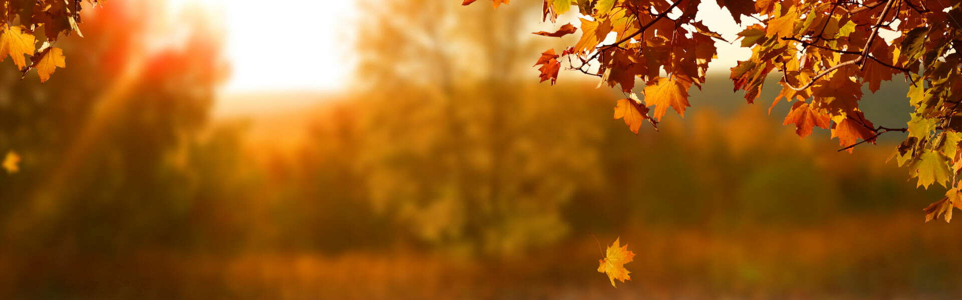 L'automne: ses couleurs, ses saveurs et..ses vitamines!