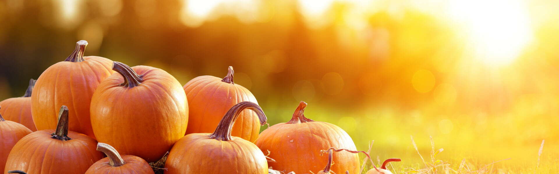 Pumpkin: the vegetable that is good for us