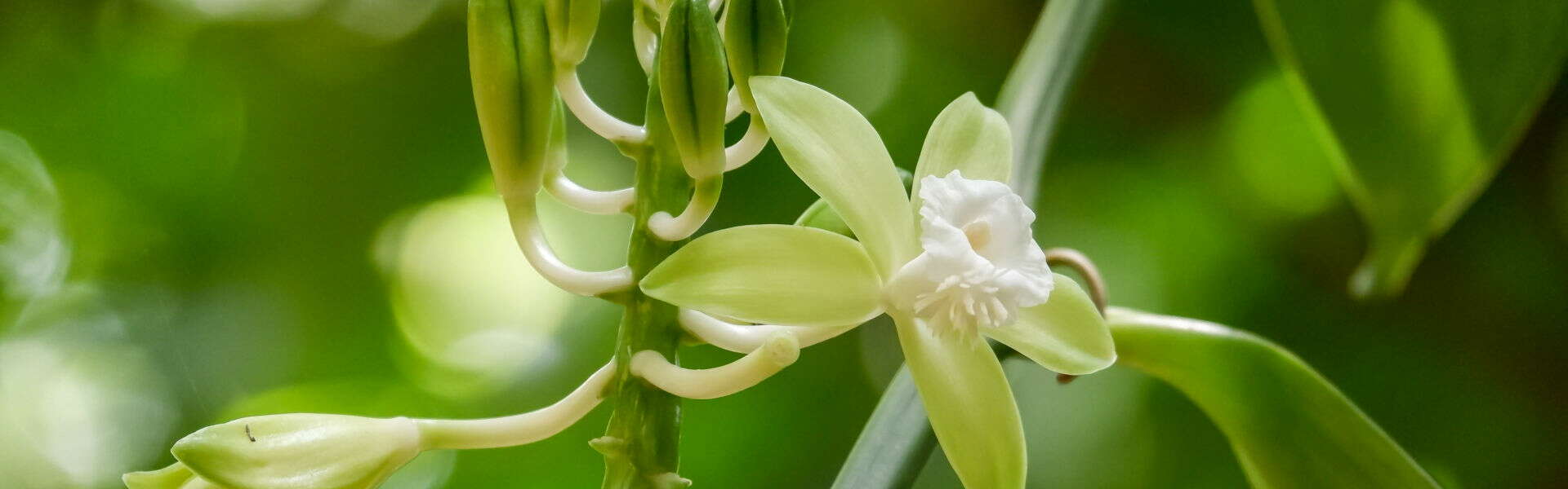 Vanilla: an elixir of wellbeing and beauty