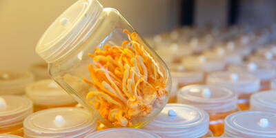 Cordyceps sinensis: cómo y por qué usarlo