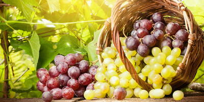 Uva: un mix di salute e bellezza