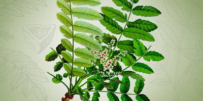 Boswellia Serrata: funzioni e benefici