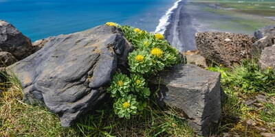 Rhodiola rosea o Rodiola | Come dire addio a stress e stanchezza