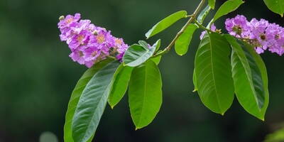 Banaba | La pianta che tiene sotto controllo iperglicemia e obesità