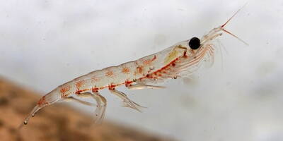 Krill e Omega 3 | Proprietà ed effetti dell'olio di krill