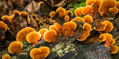 Reishi | Vorteile und Eigenschaften von Reishi, Pilz der Unsterblichkeit