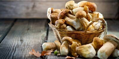 Proprietà dei Funghi | Alleati di cuore, fegato e sistema immunitario