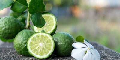 Bergamotto | Origini, proprietà e benefici del bergamotto