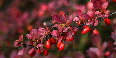 Berberina e Colesterolo | Evidenze Scientifiche sul Colesterolo Alto