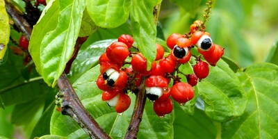 Guaranà | Proprietà, Benefici e Curiosità
