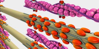 SST method: sarcoplasmic stimulation training