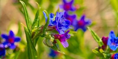 Minor pearl herb: innovative and precious source of essential oils
