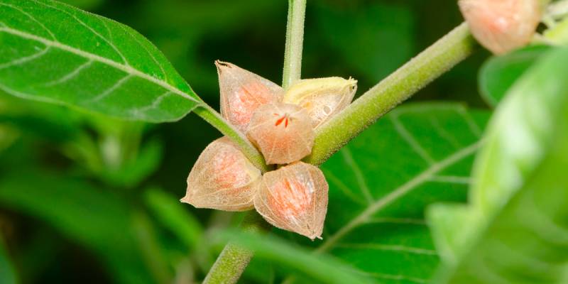 Ashwagandha: der Wunderwuzzi gegen Stress!